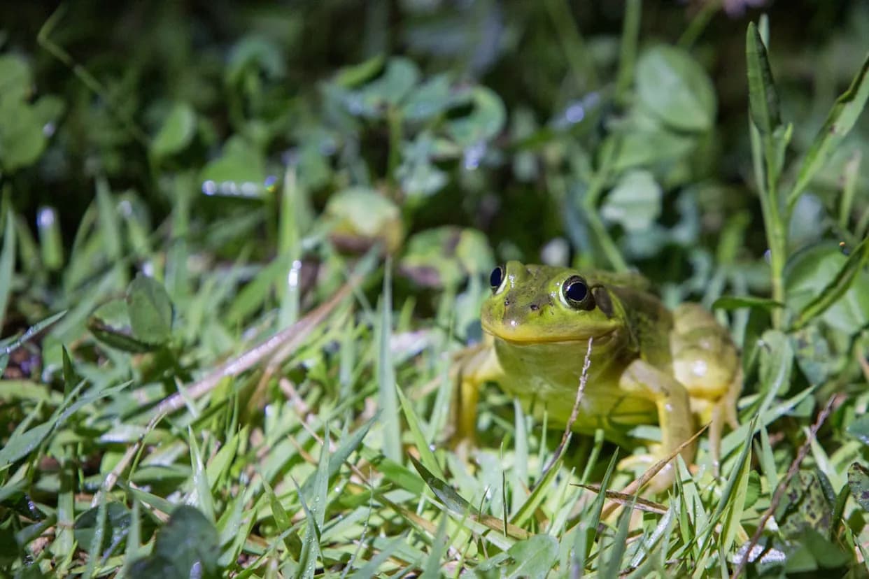 Chernobyl Frogs Turn Darker — And Their Adaptation Mirrors Surprising Radiation Resilience in People
