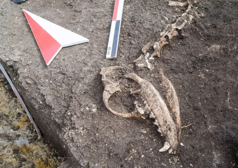 Were Dogs a Delicacy? New Study Finds Butchery Marks on Iron Age Canine Remains in Bulgaria