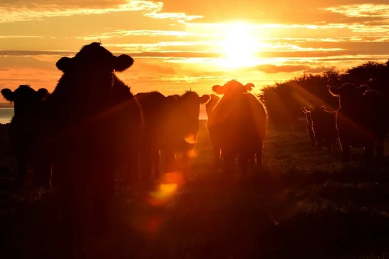 EU Nears Trade Deal With Australia as US Tariffs Reshape Global Trade