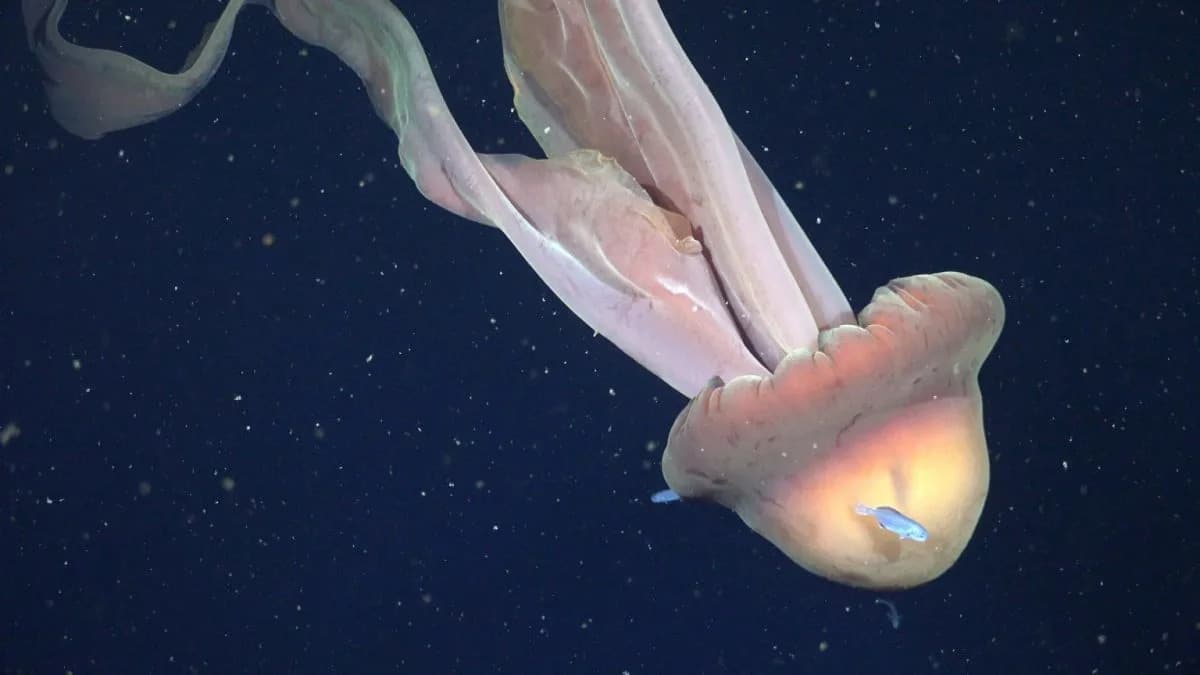 School-Bus–Sized Phantom Jellyfish Filmed Off Argentina: Rare Deep-Sea Sighting