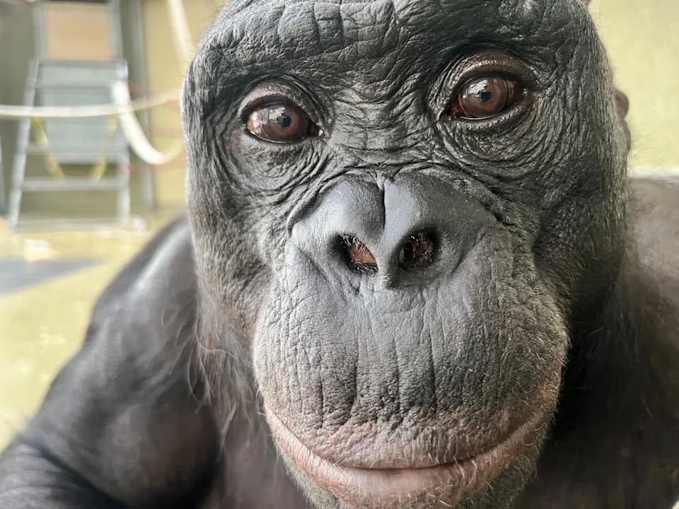 Can Apes Pretend? A Bonobo’s Imaginary Tea Party Hints at an Ape Imagination