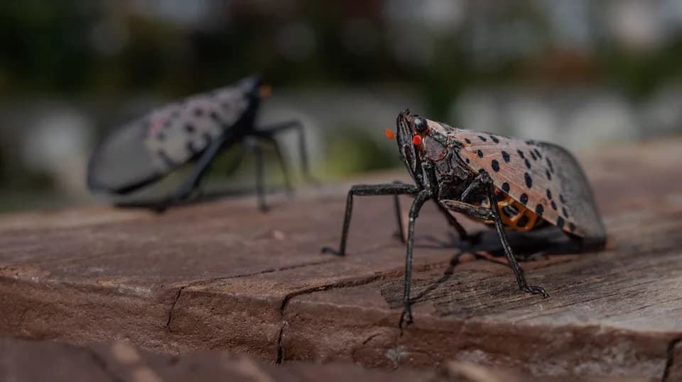 City-Evolved Spotted Lanternflies May Be Fueling Rapid U.S. Invasion