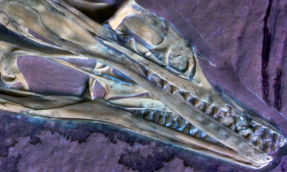 Inside the Mouth of the Earliest Bird: Archaeopteryx Shows Modern Birdlike Feeding Features