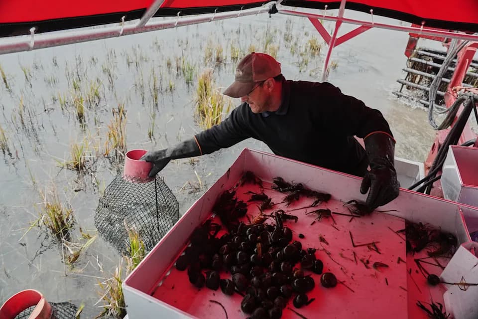 Giant Apple Snails and Tiny Delphacid Bugs Threaten Louisiana Rice and Crawfish Farms