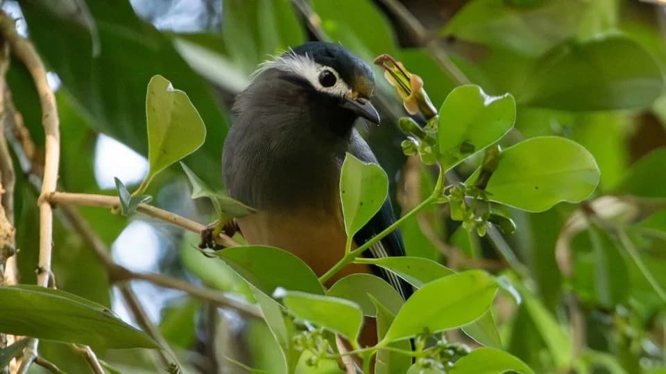 Lipstick Vine Surprise: Genetics Show Floral Shift Happened Before Plants Reached Taiwan