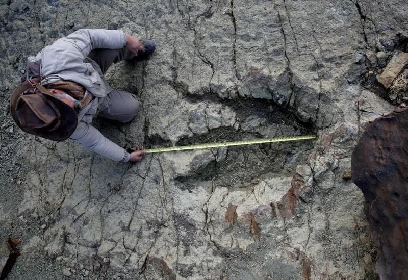 AI Tool Pinpoints Which Dinosaurs Made Ancient Footprints — And Why It Matters