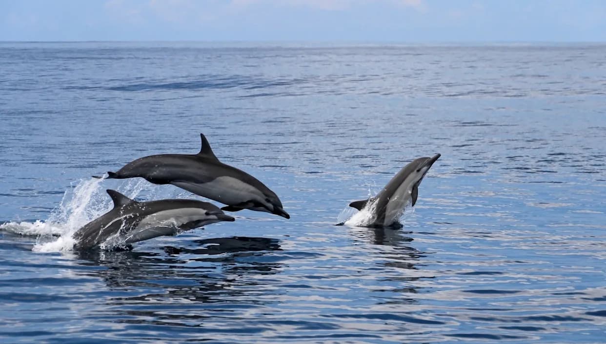 Disturbing Rise in Whale and Dolphin Strandings: Disease, Vessel Strikes and Plastic Debris Linked