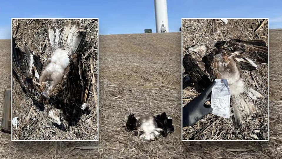 University Of Minnesota Faces $14,536 Penalty After Wind Turbine Kills Bald Eagle