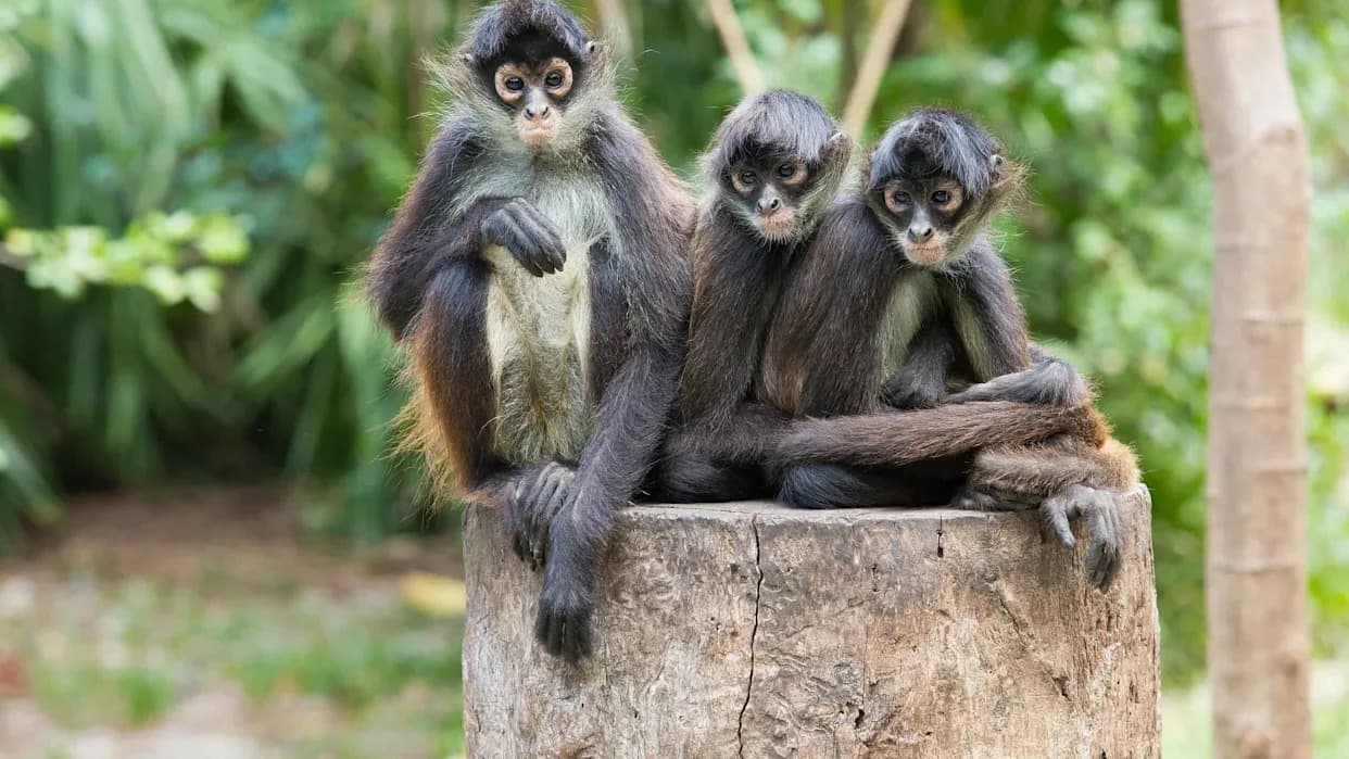 How Spider Monkeys Share ‘Insider Knowledge’ to Find the Best Fruit