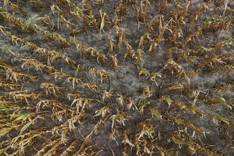 ‘A Blessing’: Light Rains Give Argentine Farmers Relief — But Harvest Risks Remain