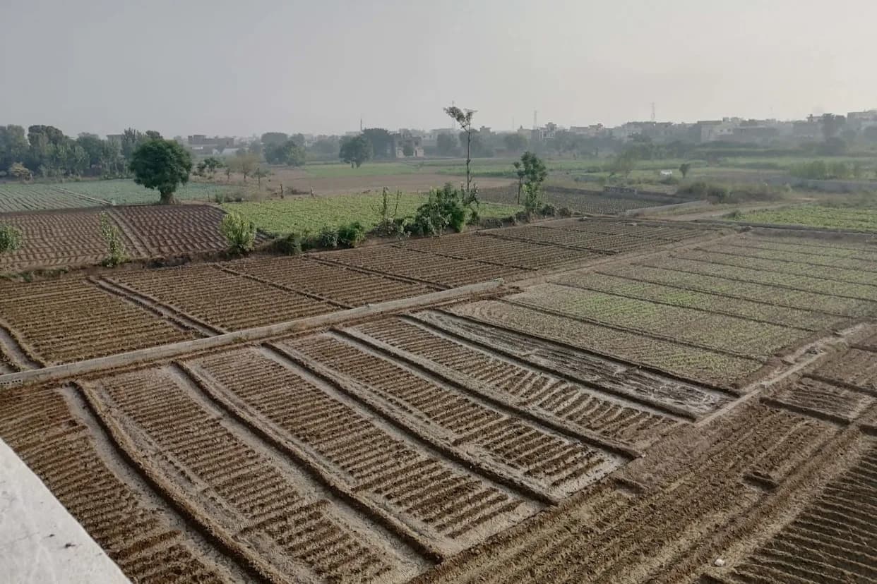 Late-January Frost Wipes Out About 65% Of Tomatoes In Pakistan’s Khushab — Farmers Face Heavy Losses