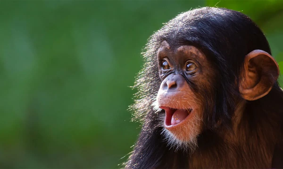 Kanzi the Bonobo May Have 'Played Pretend': New Study Suggests Apes Can Imagine