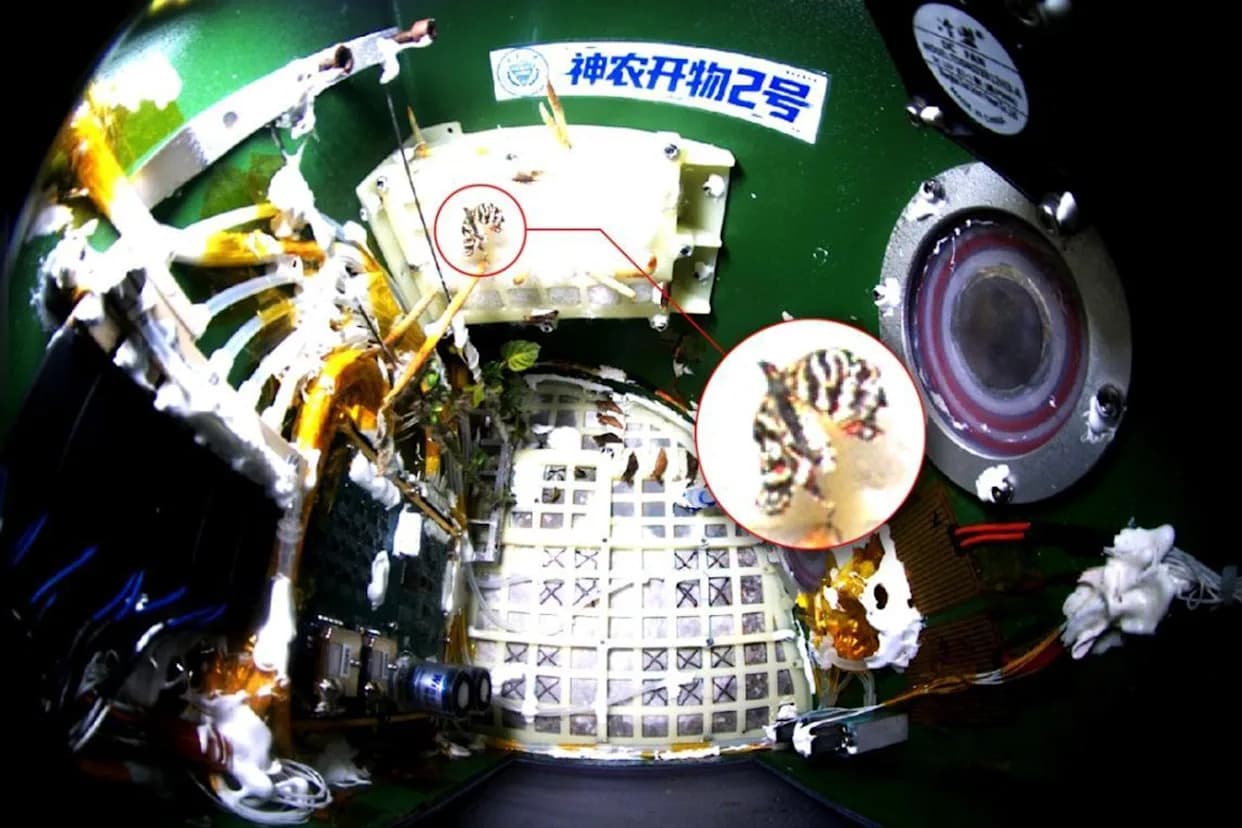 Butterfly Hatches From Chrysalis Aboard China’s Tiangong — Adapts Quickly to Microgravity