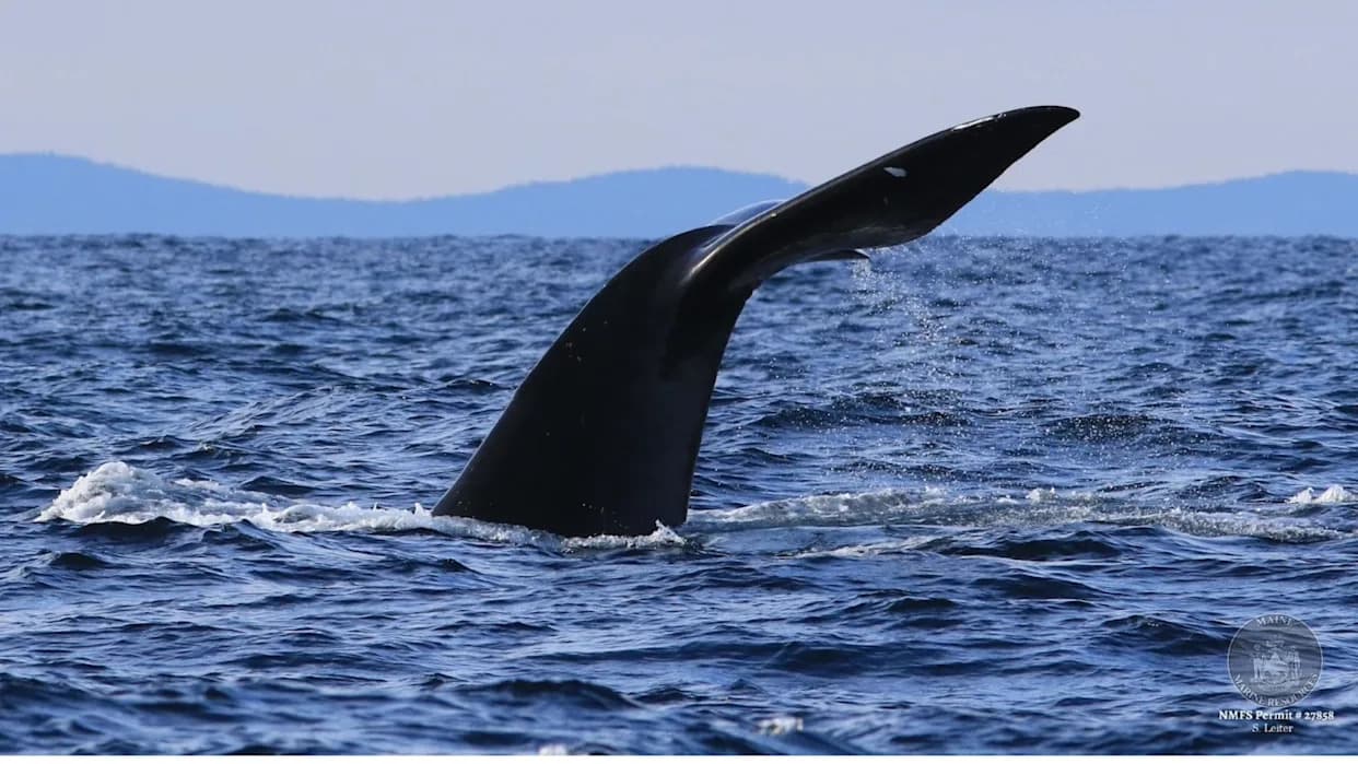 Maine Lobstermen and Scientists Unite to Protect Critically Endangered Right Whales
