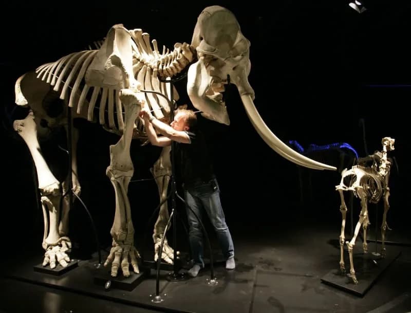 Small Wrist Bone Found in Córdoba May Be First Skeletal Evidence Linking Hannibal’s Elephants to His Italian Campaign