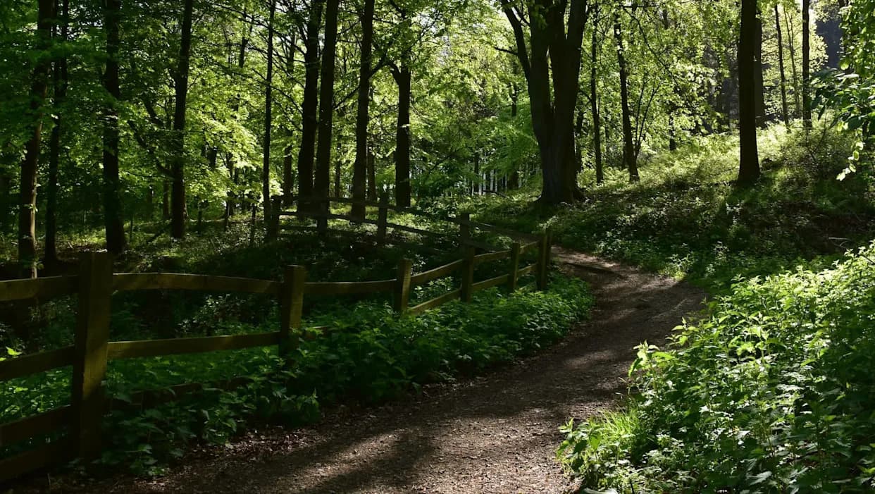 Surprising Study: Wytham Woods Has Nearly Twice The Airborne Microplastics Of Central Oxford