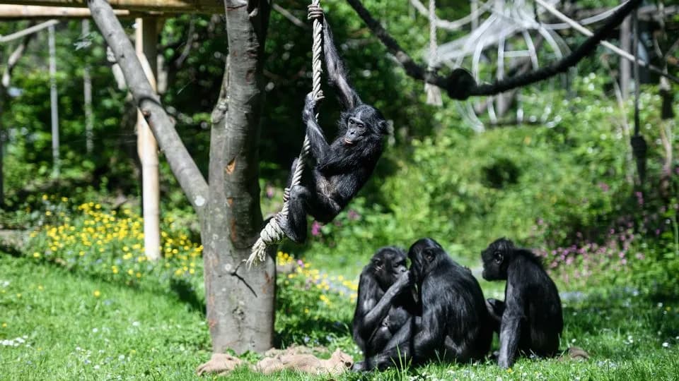 Language-Trained Bonobo Kanzi Shows Signs of Pretend Play in Controlled Tests