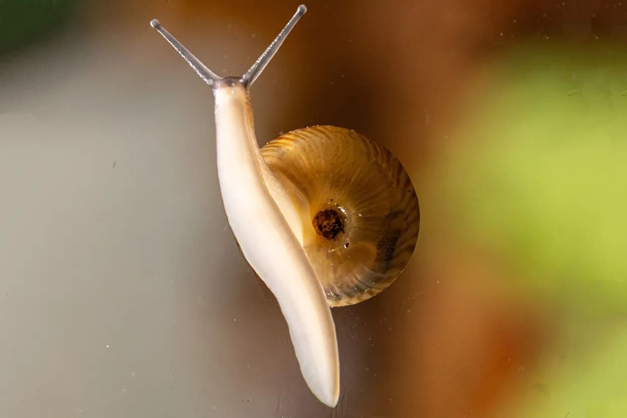 Once-Extinct Greater Bermuda Snail Restored to Wild After Landmark Breeding Effort