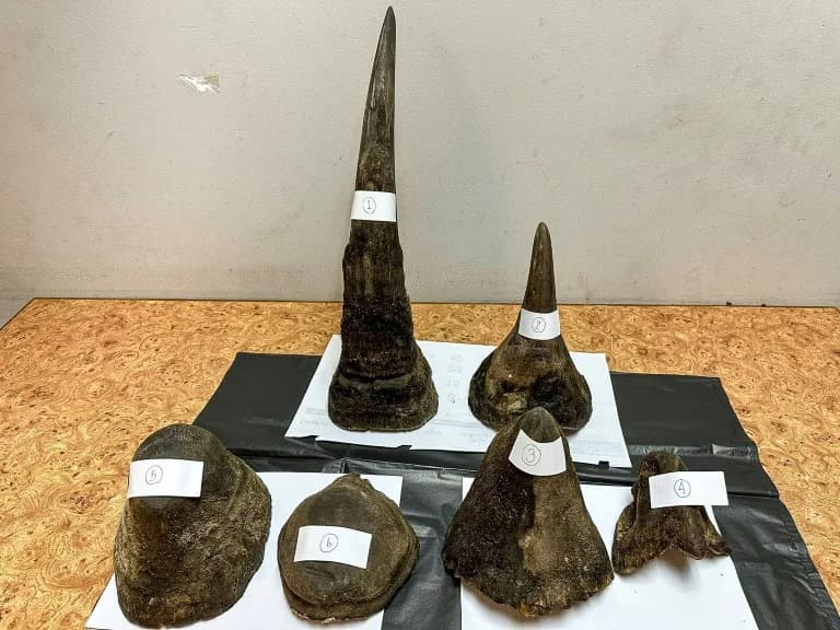 Bangkok Airport Arrest: Over 11 kg Of Rhino Horns Found Hidden Inside Wrapped Meat