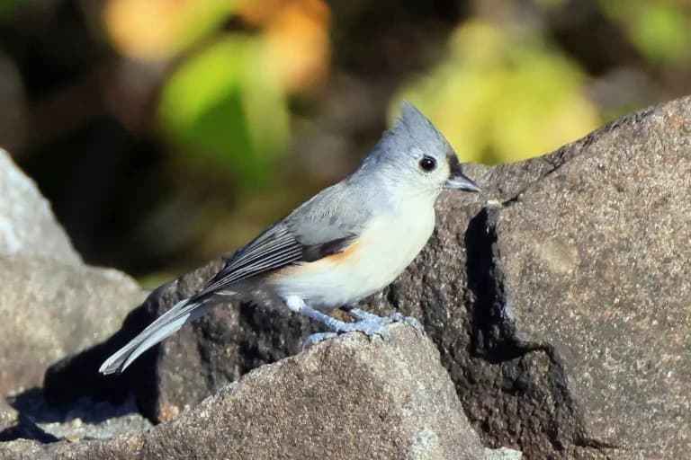 Human Noise Is Disrupting Birds Worldwide and Lowering Breeding Success, Study Finds