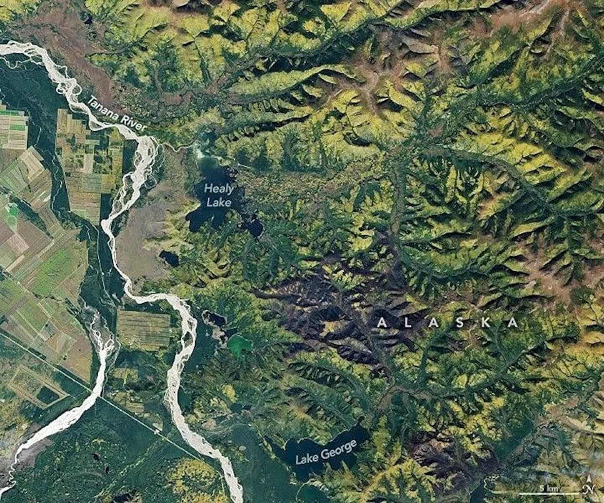 Boreal Forests Are Shifting North: Satellites Show ~12% Expansion as the Arctic Warms