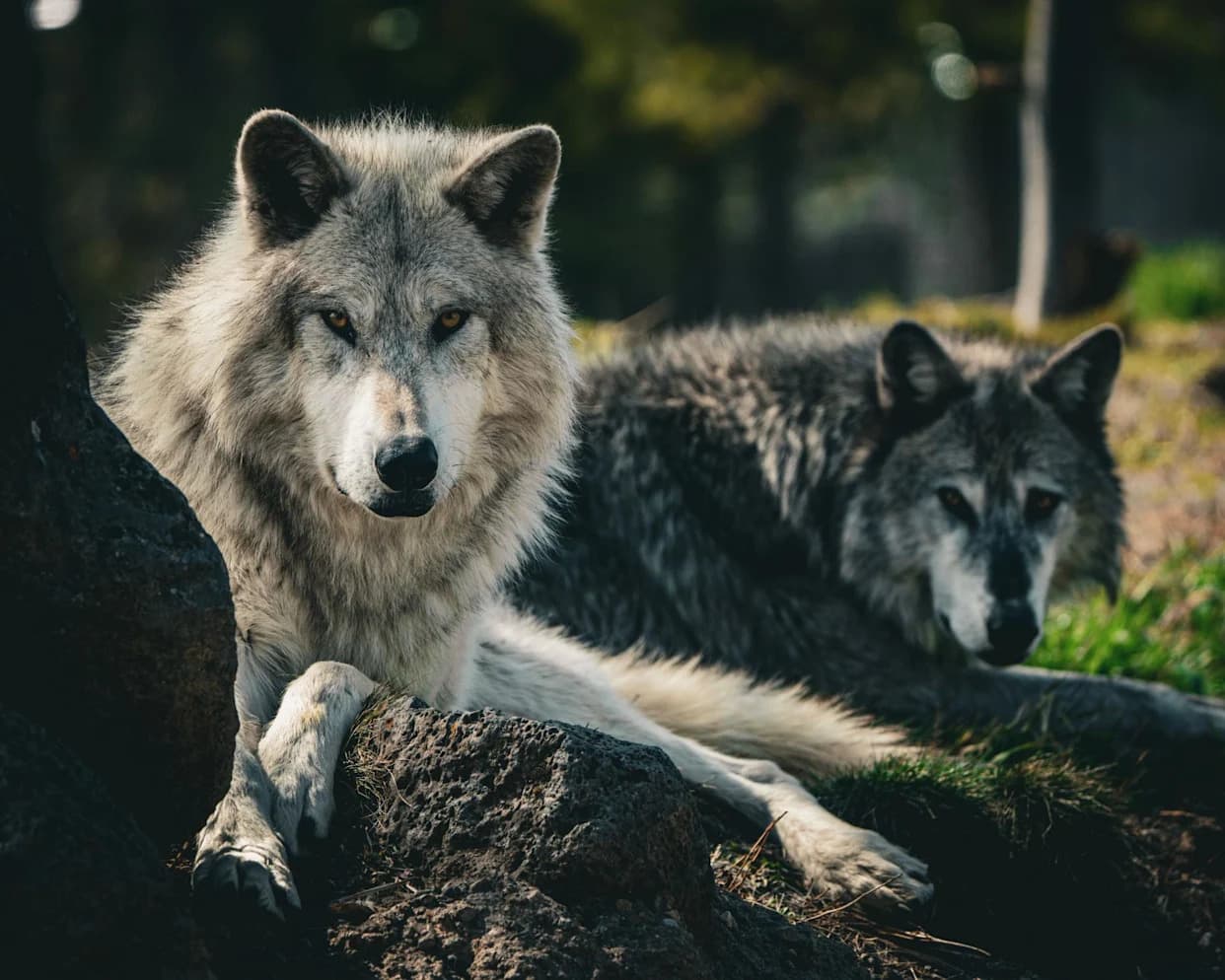 Gray Wolf Reaches Los Angeles County — First Verified Sighting in More Than 100 Years