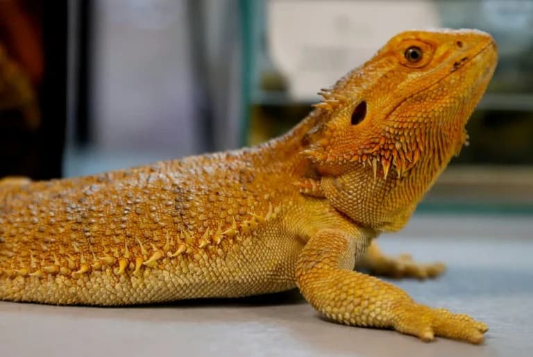 Sydney Man Jailed for Mailing 101 Native Reptiles Hidden in Popcorn Bags — Record Eight-Year Sentence