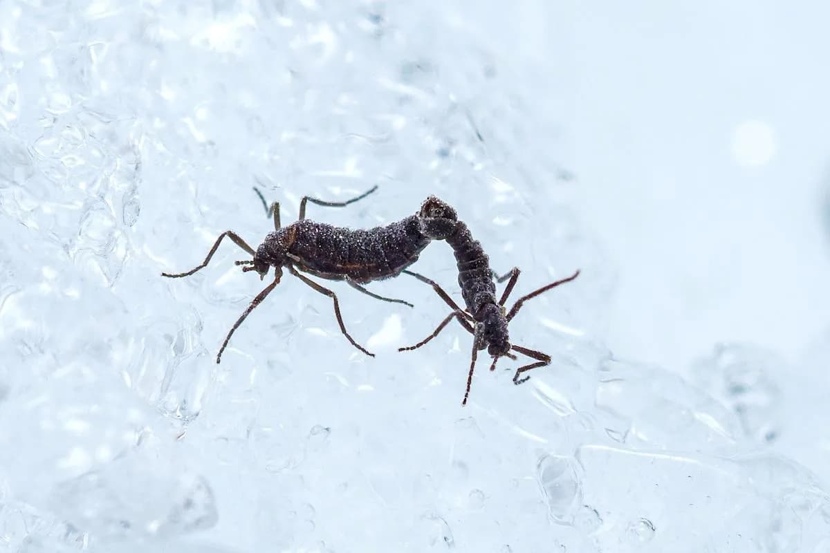 Microplastics Found Inside Antarctic Midges — Tiny Insects Show Evidence of Global Plastic Spread