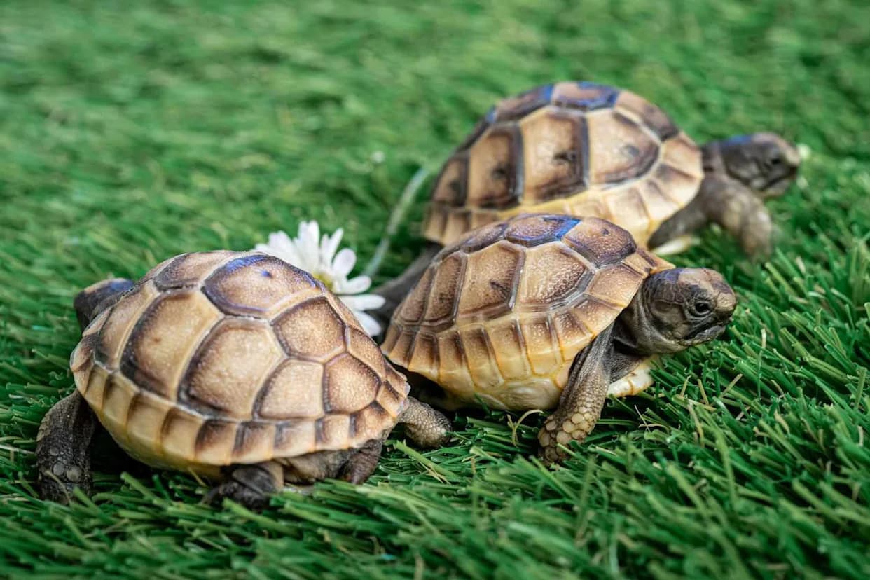 Female Hermann’s Tortoises Driven Off Cliffs by Male Sexual Harassment, Study Warns