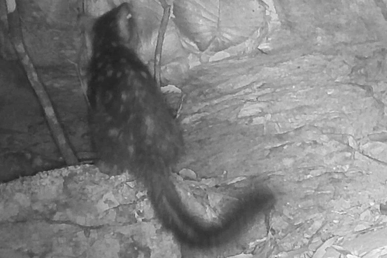 Rare Northern Quoll Rediscovered on Piccaninny Plains Trail Camera After 80 Years