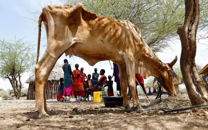Drought and Aid Cuts Deepen Hunger in Northern Kenya, WFP Warns 333,000 at Risk