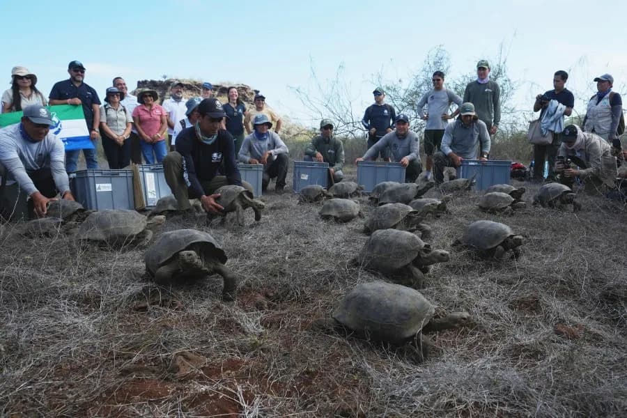 NASA Satellites Help Return 158 Giant Tortoises to Floreana After 150 Years