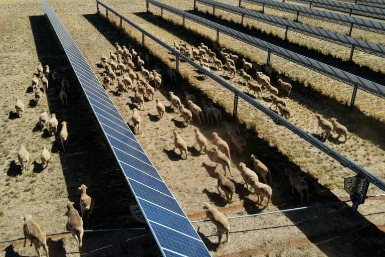 Solar Sheep: How Grazing Under Panels Is Helping Rural Australia Go Green