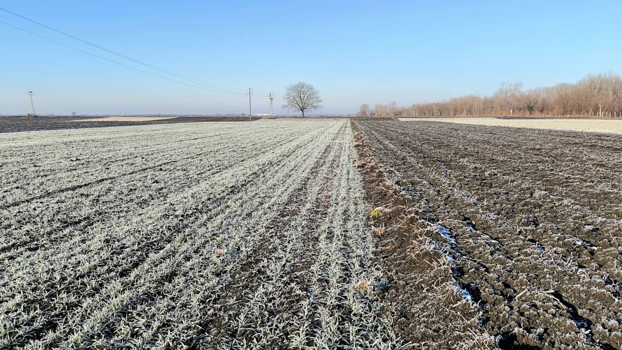 Vidalia Onions Threatened by Unseasonable Freezes and Drought — Georgia Growers Sound Alarm