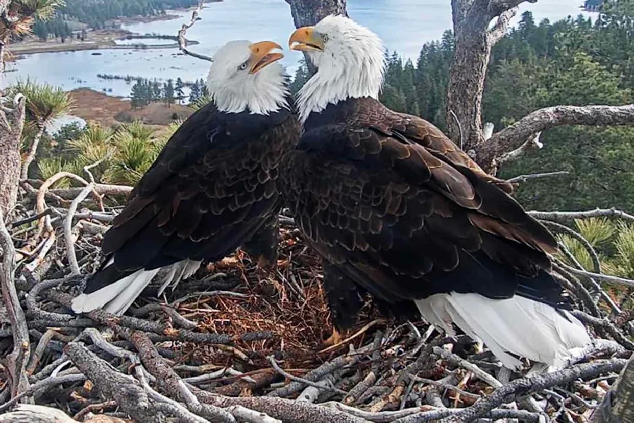 Race to Save Moon Camp: $10M Needed to Protect Bald Eagles Jackie and Shadow