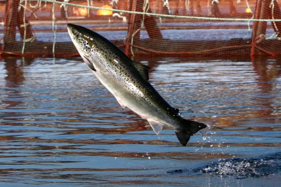 Unlocking Aquaculture’s Potential: How the MARA Act Can Grow U.S. Seafood, Jobs and Food Security