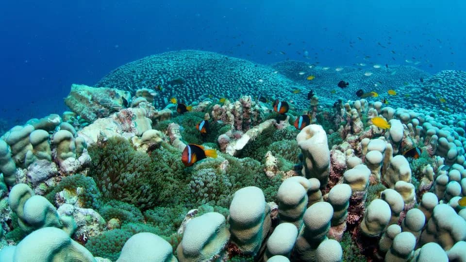 Mother-Daughter Citizen Scientists Discover World’s Largest Known Coral Colony on the Great Barrier Reef