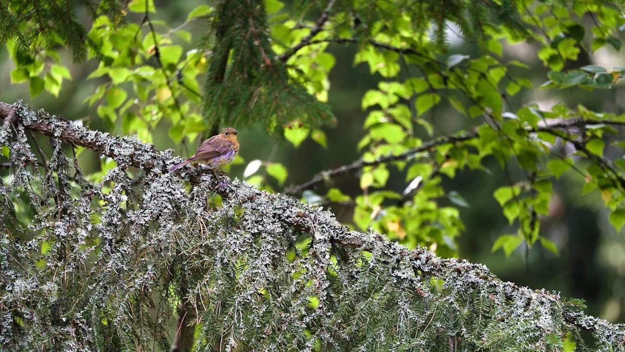 Invasive Species Linked to 31% Drop in Native Insects — Scientists Urge Urgent Biosecurity