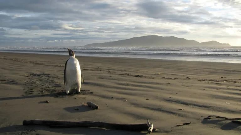 Shrinking Sea Ice Puts Emperor Penguins at Risk During Vulnerable Annual Moult