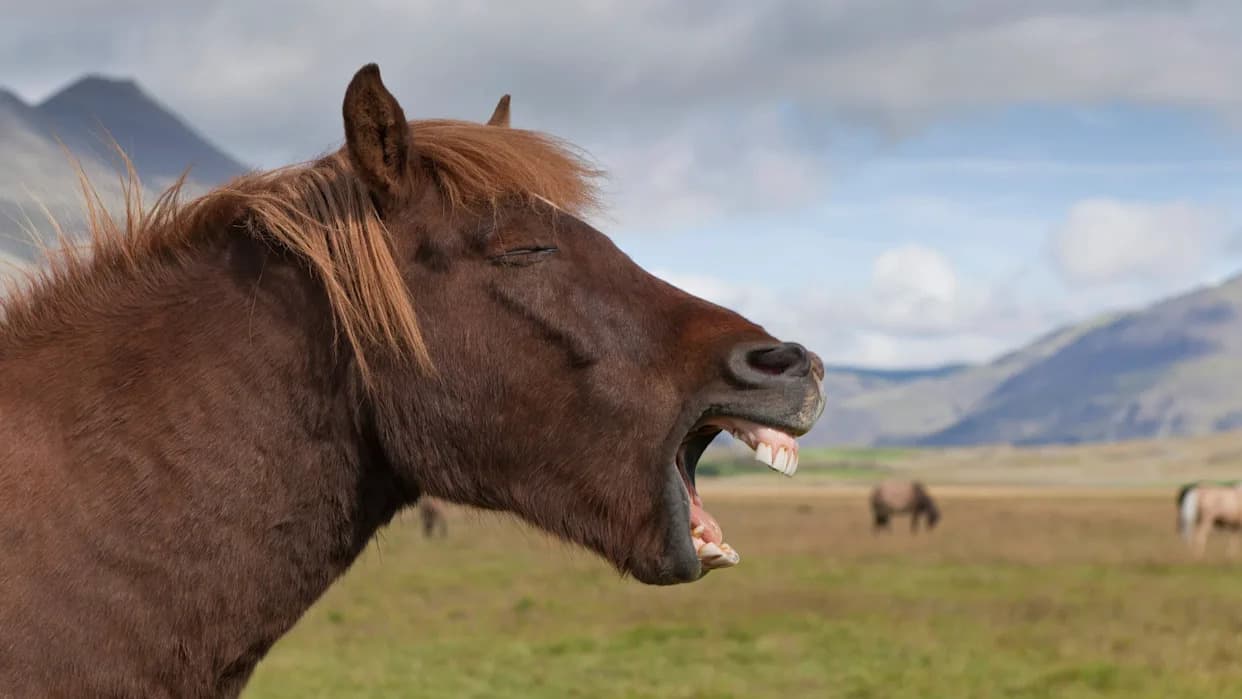 How Horses Produce Their Strange Two-Tone Whinny: A Laryngeal Whistle Revealed