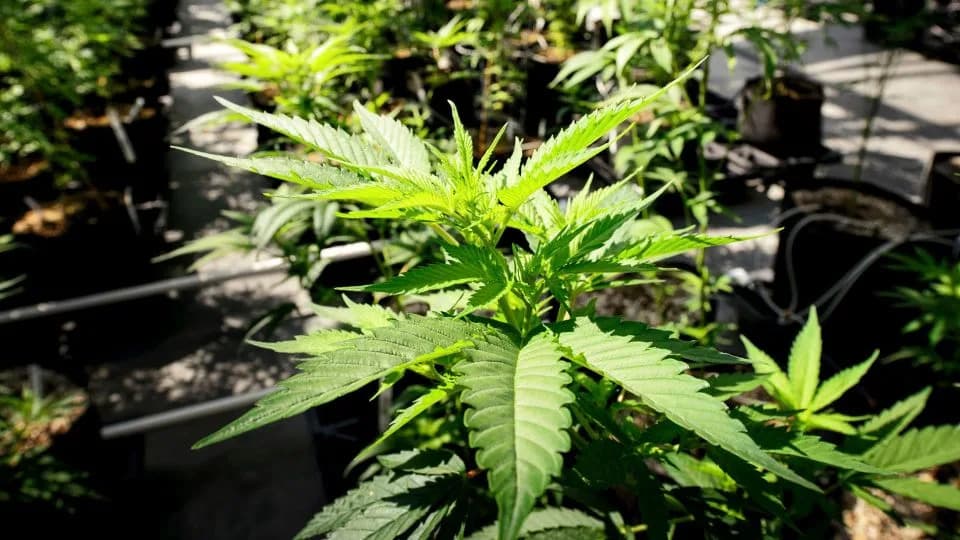 Supreme Court Case Could Subject Millions Of Marijuana Users To Federal Gun Ban