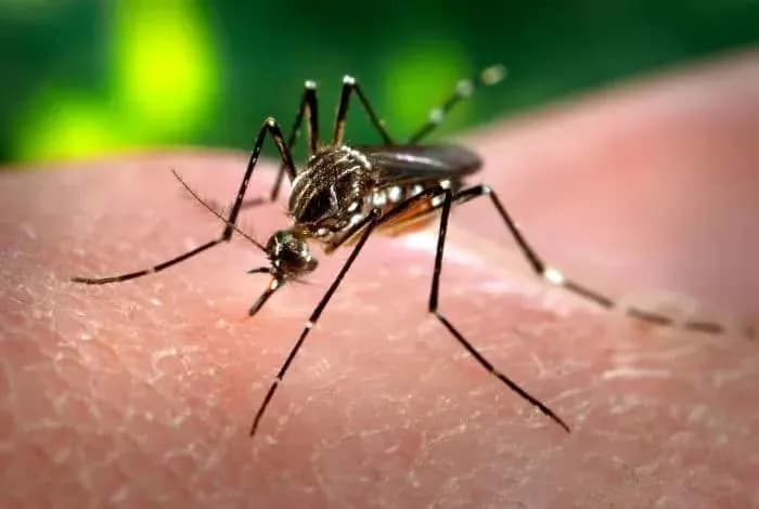 Ancient Taste For Humans: Mosquitoes May Have Evolved Human-Biting 1.6–2.9 Million Years Ago