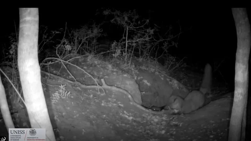 Rare Footage Shows Red Fox Carrying Gray Wolf Pup — First Recorded Case
