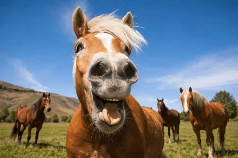 Hidden Whistle in a Horse’s Whinny: How Horses Produce Two Tones at Once