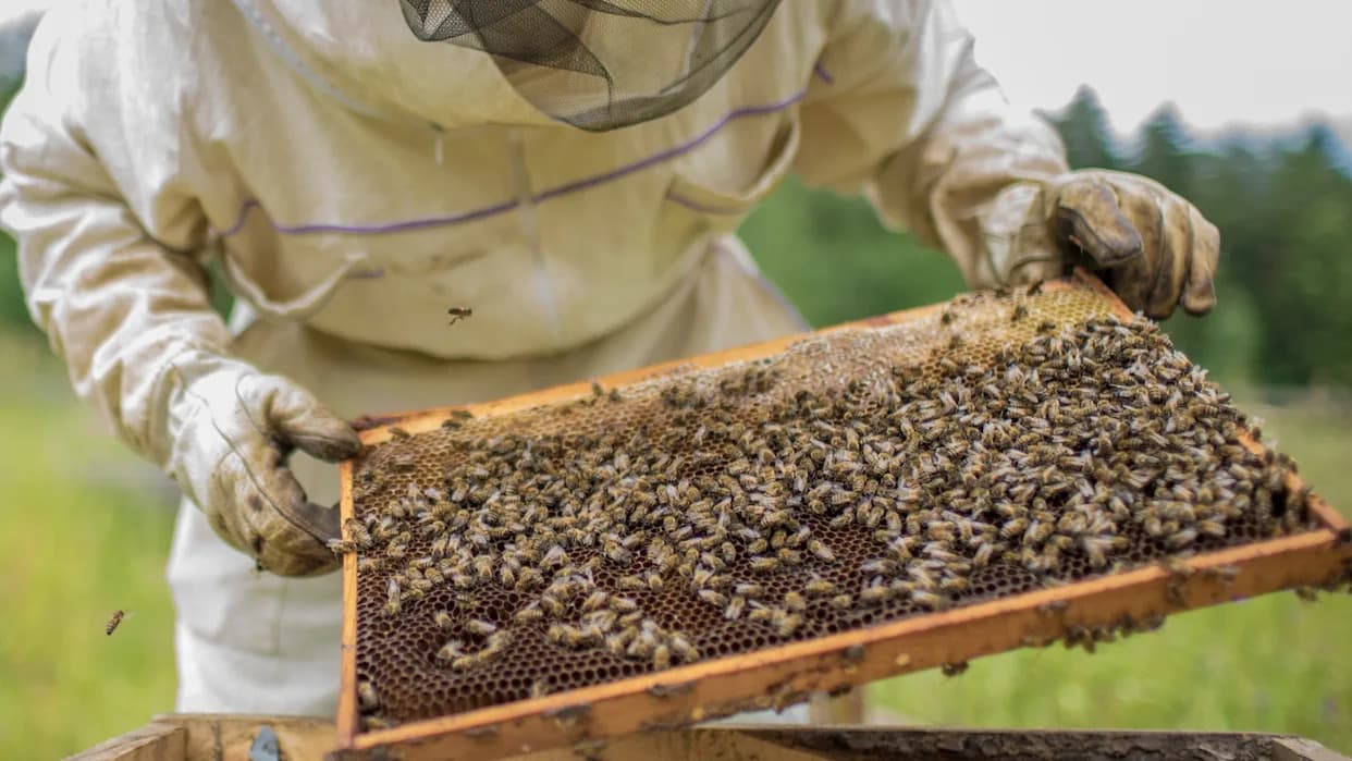 Mass Honey Bee Die-Offs — Up To 70% Of Commercial Colonies Lost, Threatening Food Supply And Beekeeping Businesses