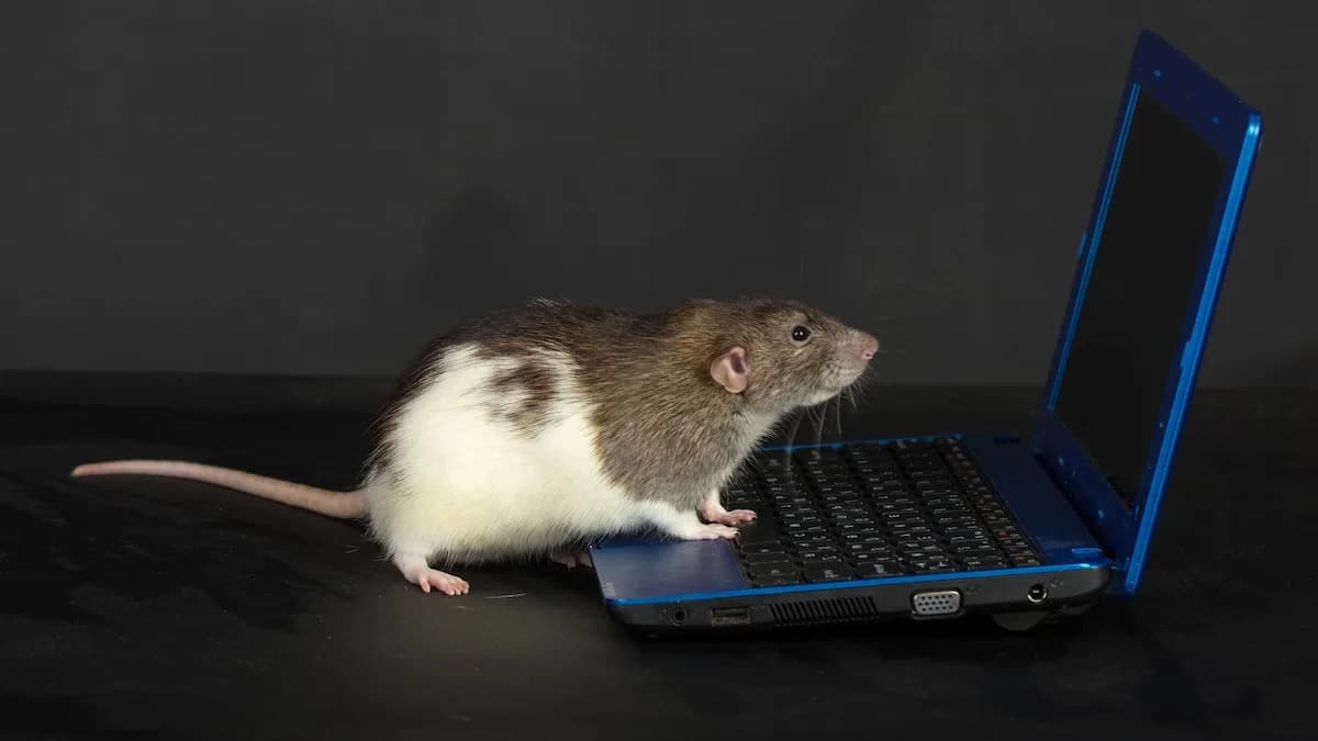 Scientists Reconstruct What Mice Saw — Rebuilding 10‑Second Videos From Brain Activity