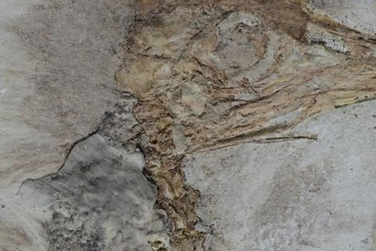 Tiny Sparrow-Sized Dinosaur Found With 800+ Stones in Its Throat — Named After Funk Duo Chromeo