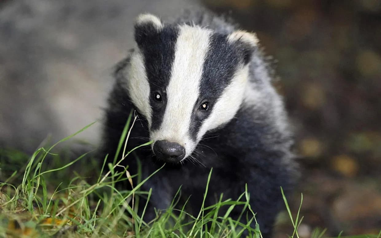 Banknotes Or Badgers? New Bank Of England Notes Swap National Icons For Wildlife — What That Says About British Identity