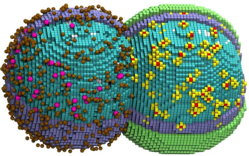 Scientists Reconstruct a Whole Bacterial Cell in 3D — Simulation Mirrors Real Life Within Two Minutes