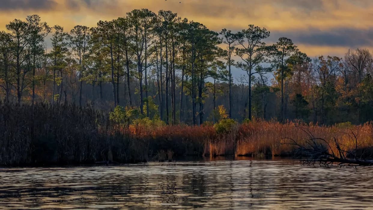 Ghost Forests Spread Along US Coasts — Rising Seas, Saltwater and Invasive Reeds